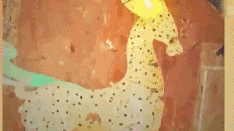 在全新技術(shù)支持下，敦煌莫高窟實(shí)現(xiàn)了窟內(nèi)文物窟外看的新體驗(yàn)。