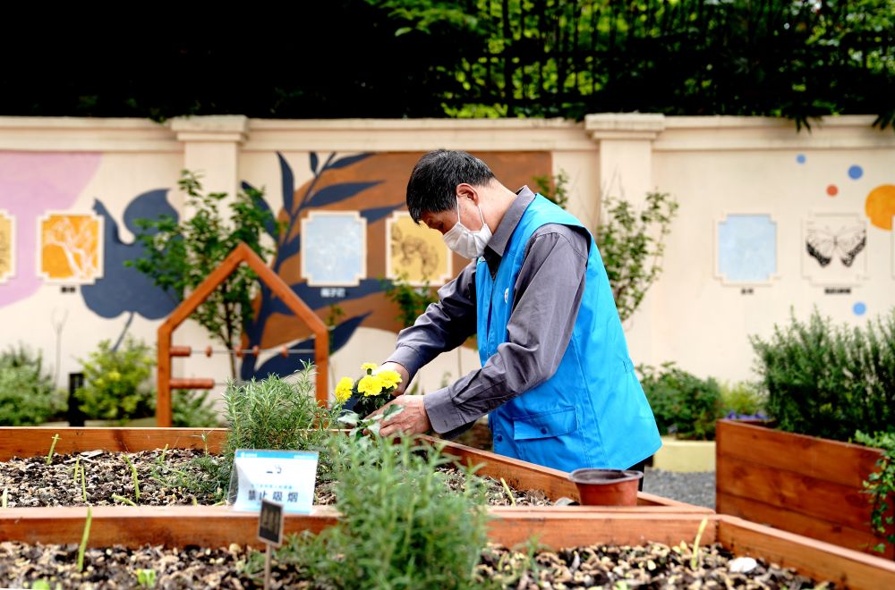 上海市長寧區(qū)虹旭小區(qū)居民在整理改造社區(qū)花園。居民們把堆肥箱里發(fā)酵出來的“綠色材料”和土壤拌在一起鋪在種植箱中（2020年4月22日攝）。新華社記者 張建松 攝