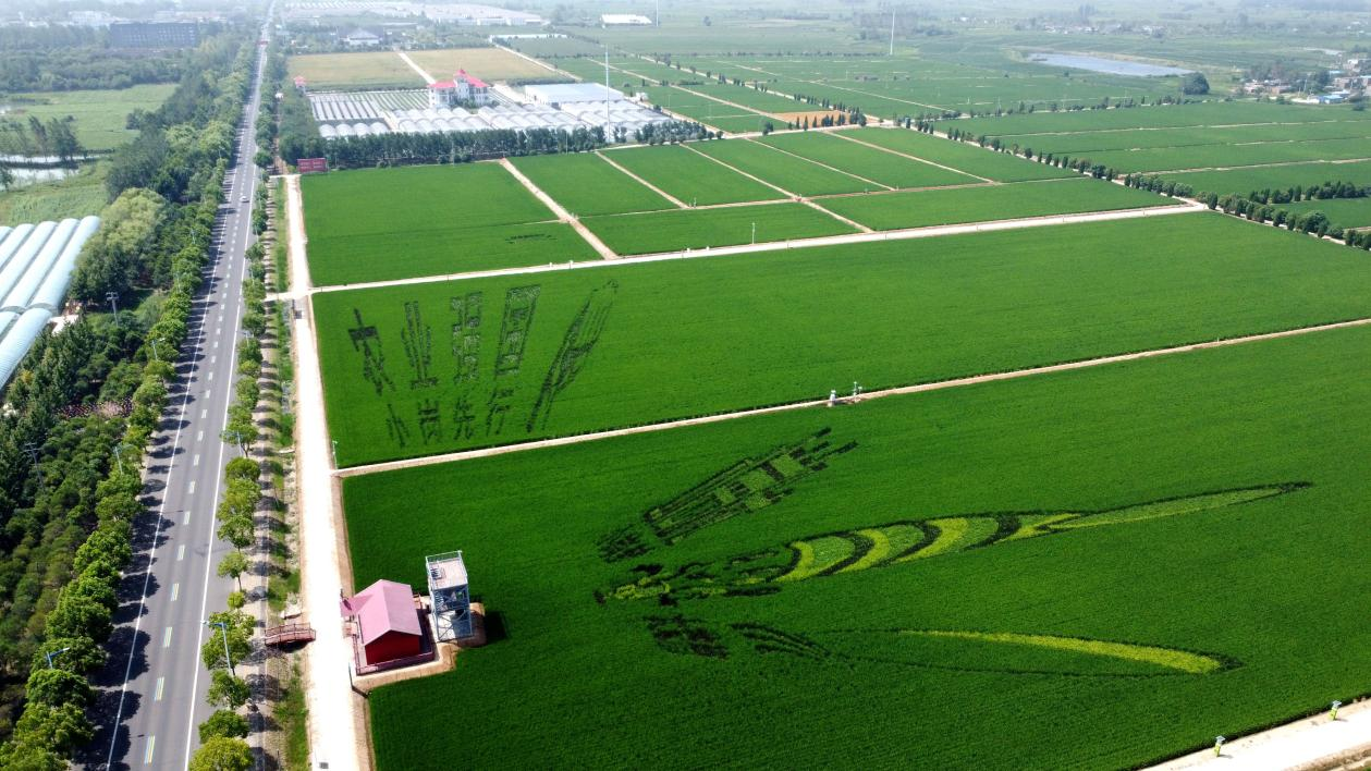 俯瞰小崗村高標(biāo)準(zhǔn)農(nóng)田。鳳陽(yáng)縣委宣傳部供圖