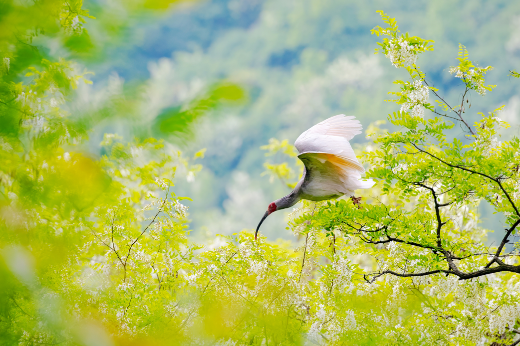 2024年5月2日，一只秦嶺以北野放朱鹮在陜西省銅川市耀州區(qū)沮河上游洋槐林中飛翔。