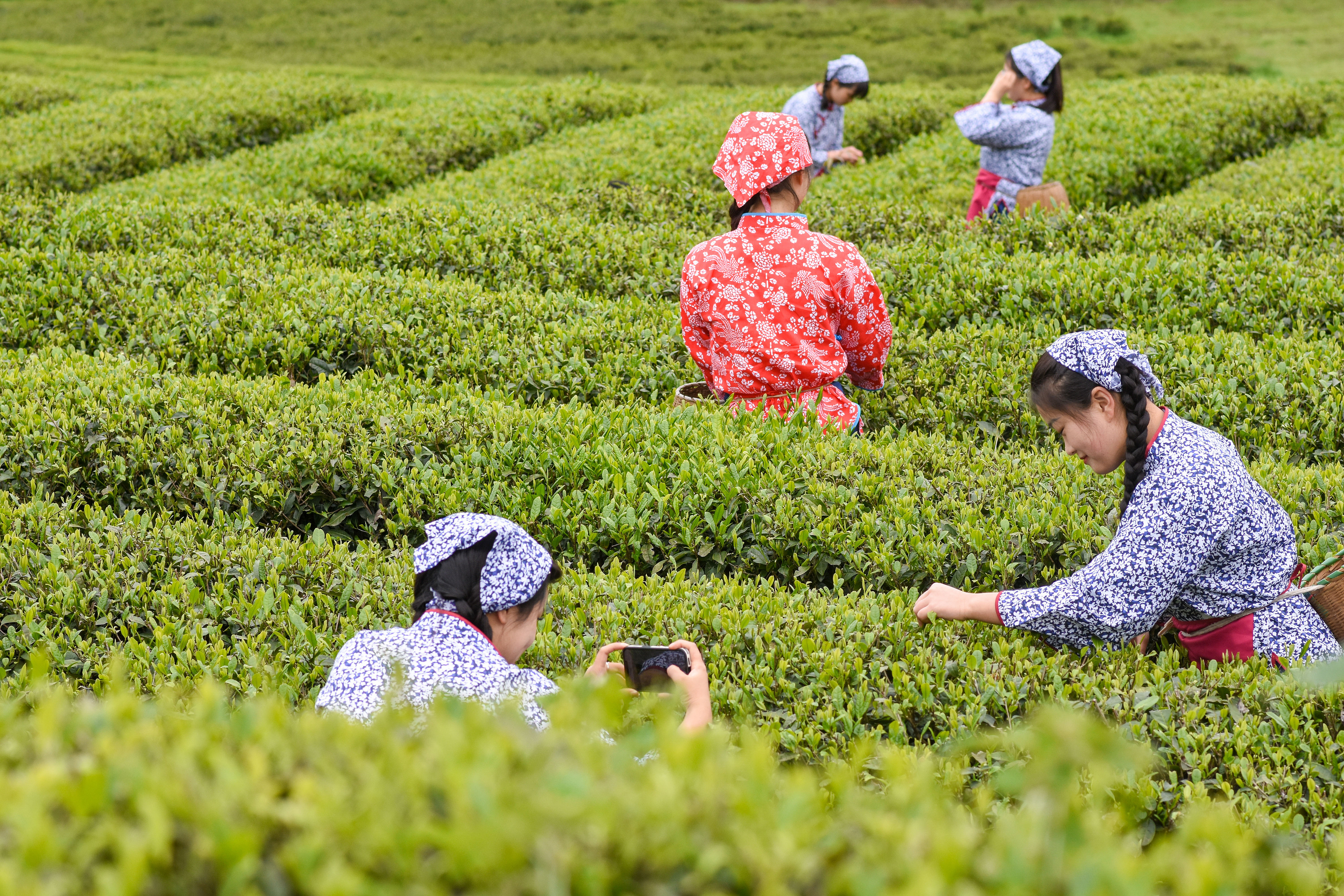 2023年4月6日，游客在貴州省銅仁市江口縣怒溪鎮(zhèn)駱象村生態(tài)茶園體驗(yàn)采茶樂趣。