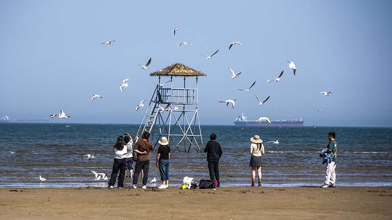 2024年5月12日，河北秦皇島，北戴河鴿子窩公園成群海鷗在天空中自由翱翔，與大海、藍天構成了一幅美麗的畫卷。