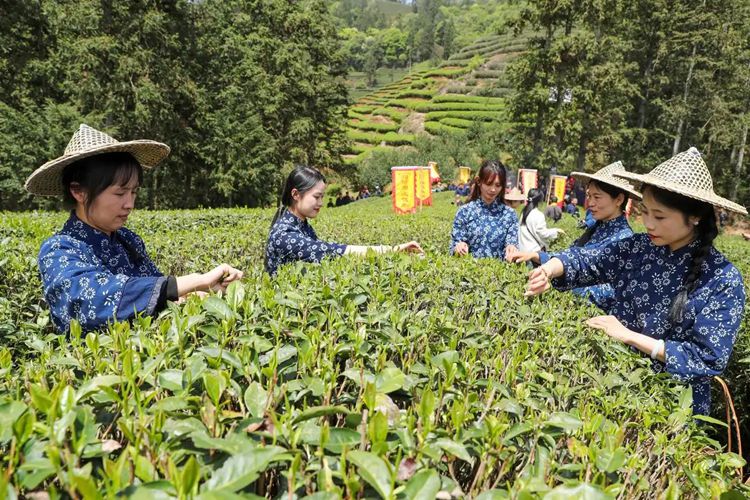 2025年4月13日，福建武夷山市星村鎮(zhèn)朝陽村茶農(nóng)在生態(tài)茶園展示采茶。新華社發(fā)（邱汝泉 攝）