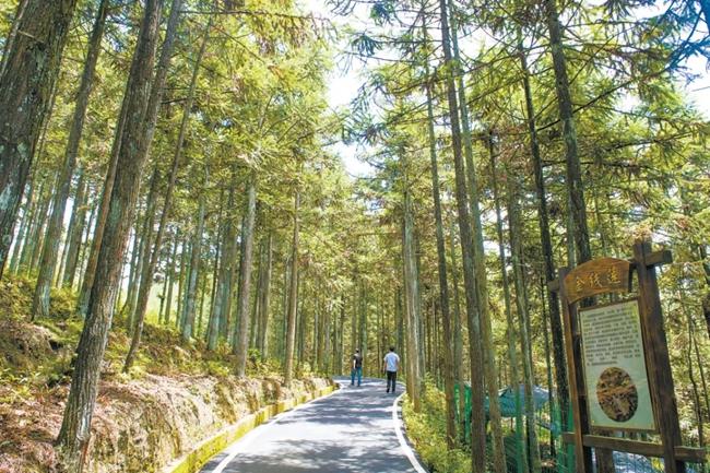 福建周寧縣黃振芳家庭林場。（圖源：央視新聞）