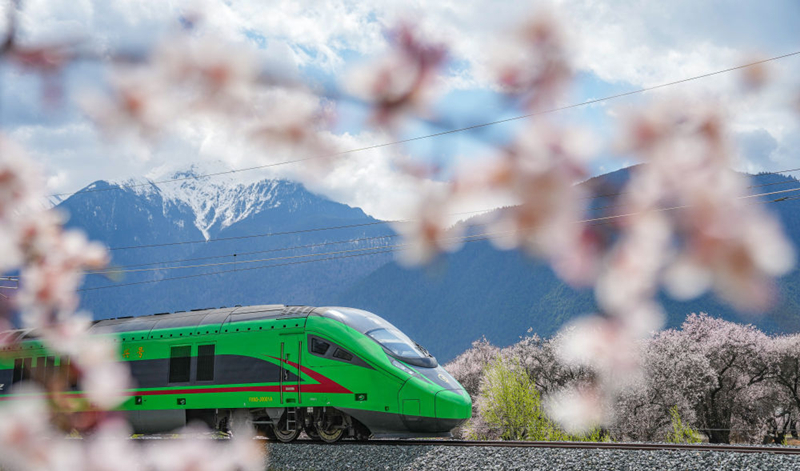 2025年4月2日，復(fù)興號(hào)列車穿行在拉林鐵路林芝段。
