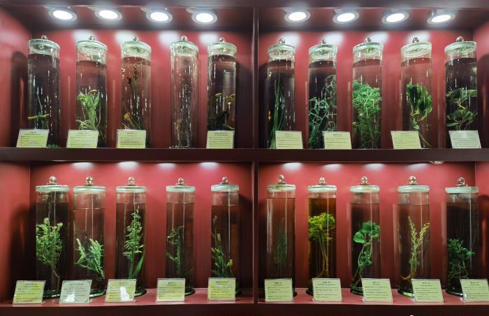 圖為藏藥藥材標(biāo)本。???張海?? ??.jpg