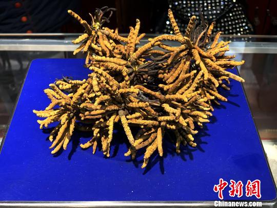 圖為冬蟲(chóng)夏草?！O睿 攝