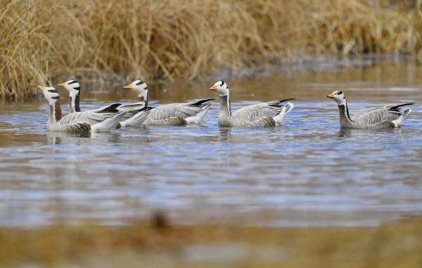 拉魯濕地 鳥(niǎo)的樂(lè)園