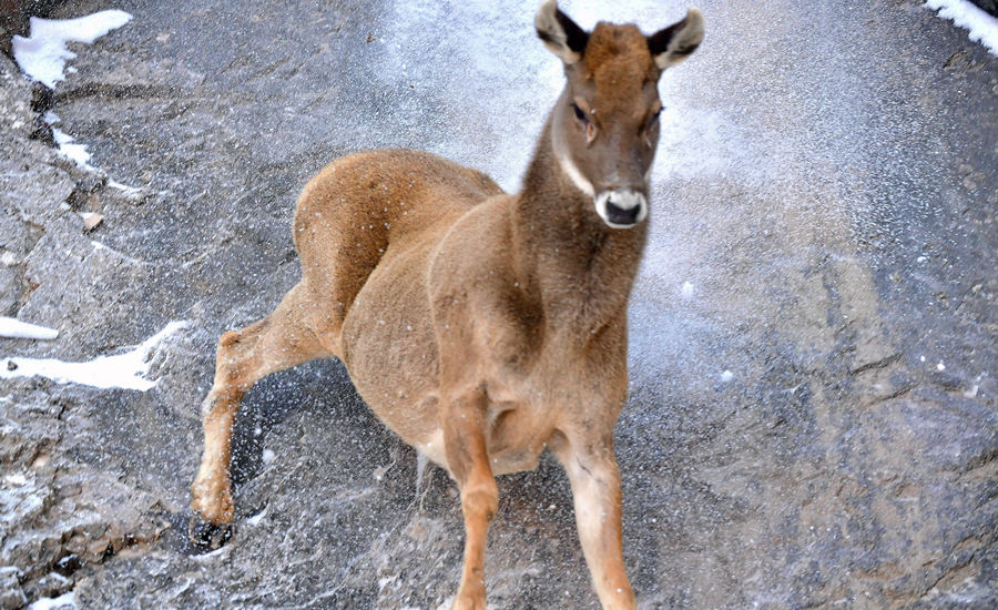 活躍在青海省海西州柏樹(shù)山的白唇鹿。巴圖那生攝