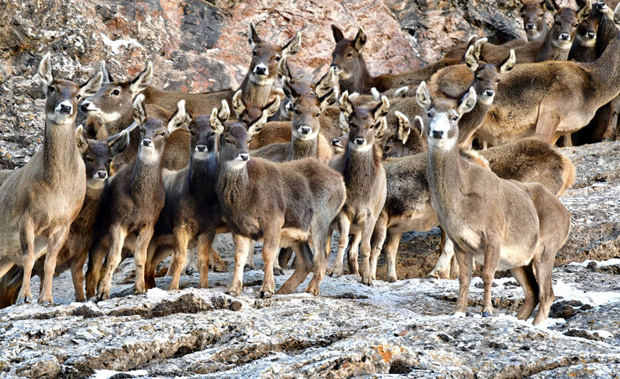 活躍在青海省海西州柏樹(shù)山的白唇鹿。巴圖那生攝