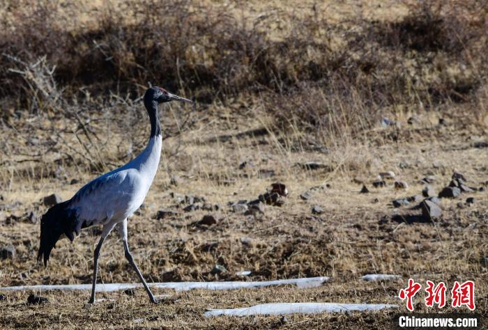 圖為一只黑頸鶴在拉薩市林周縣境內(nèi)田間覓食?！∝暩聛硭?攝