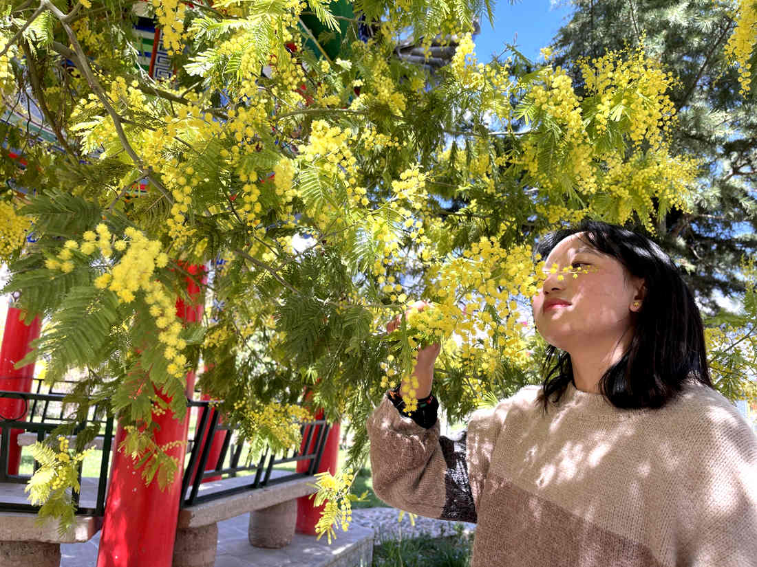 游客仔細觀賞黃絨絨的金合歡花。