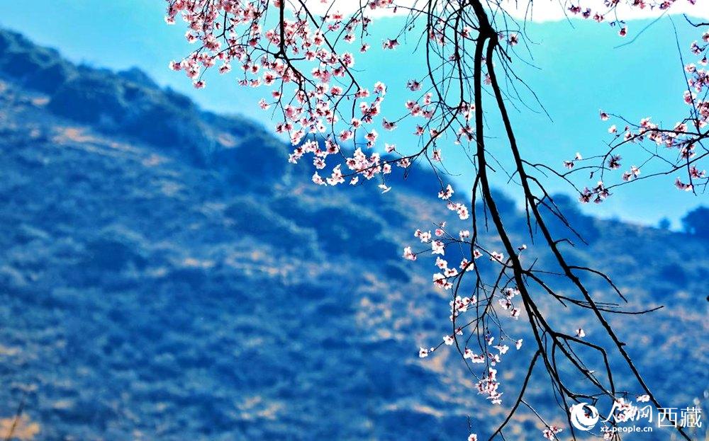 清麗的桃花。人民網(wǎng) 李海霞攝