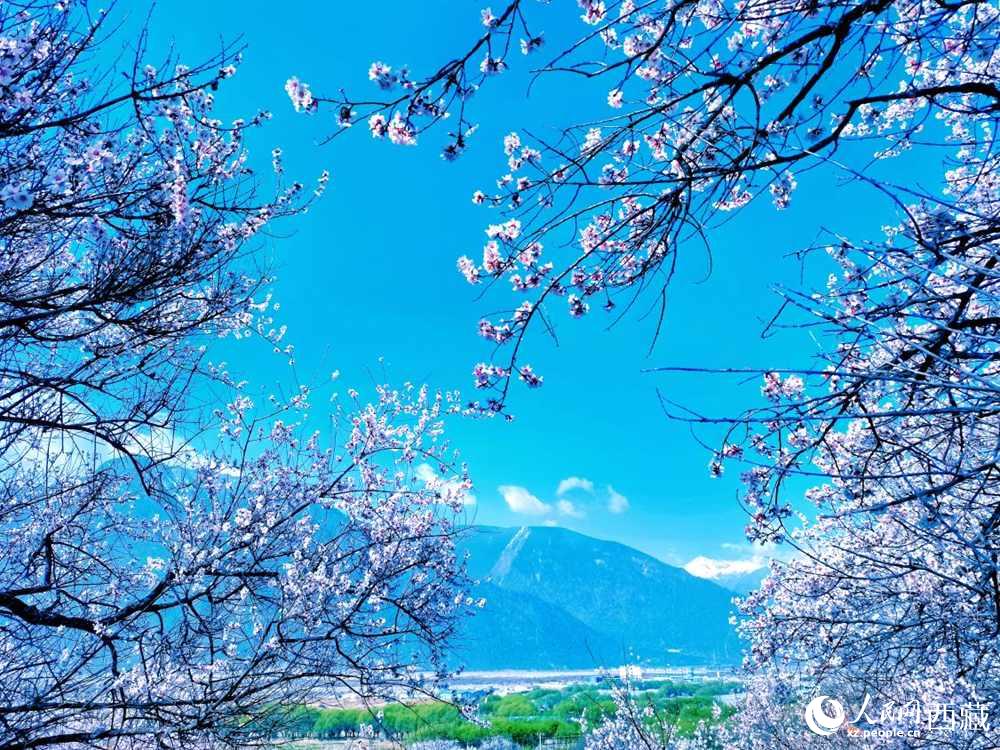 桃花在藍(lán)天白云的映襯下分外好看。人民網(wǎng) 李海霞攝