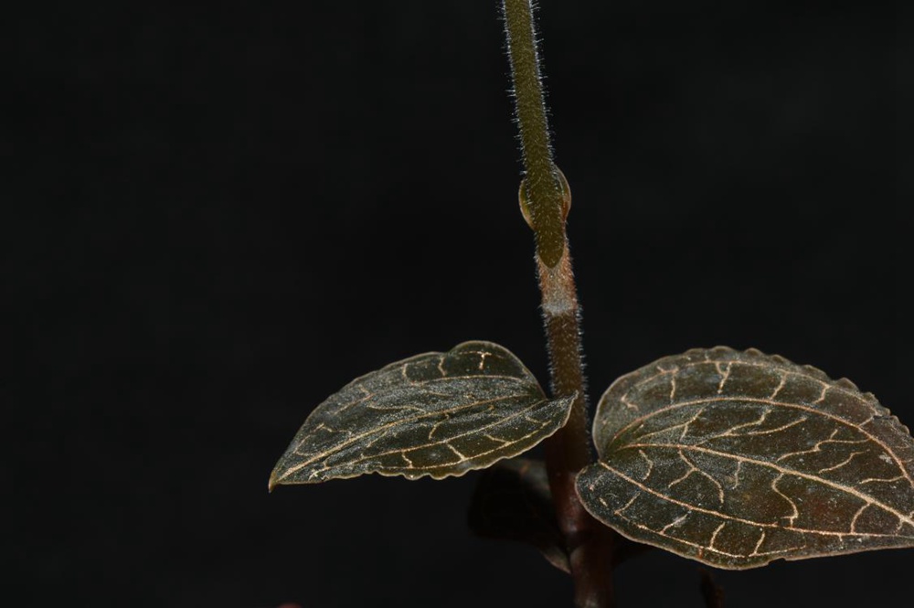 墨脫金線蘭。金效華攝