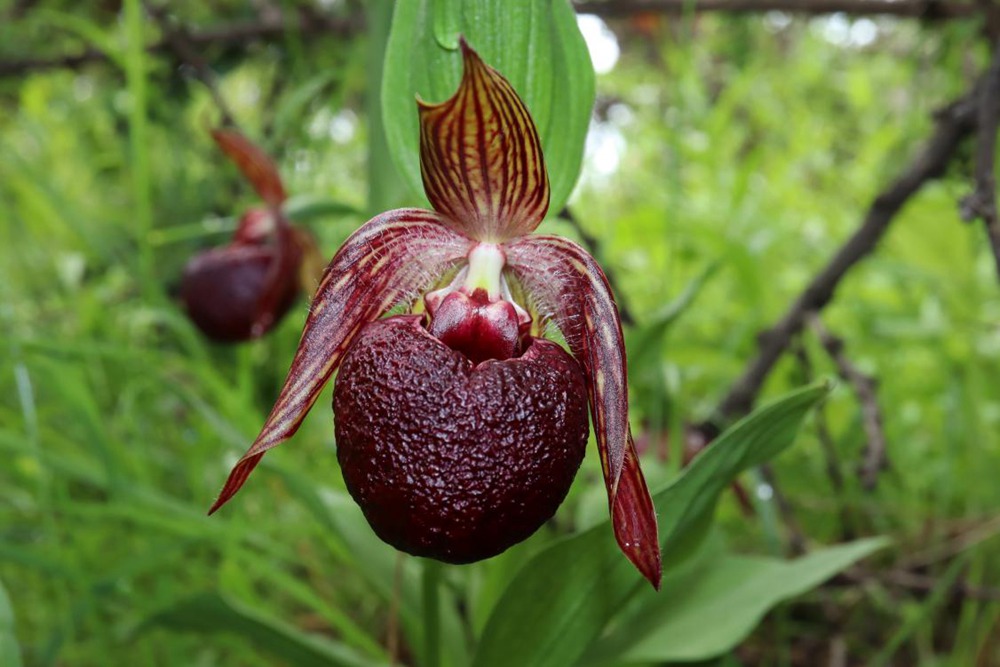 波密灼蘭。王翰臣攝