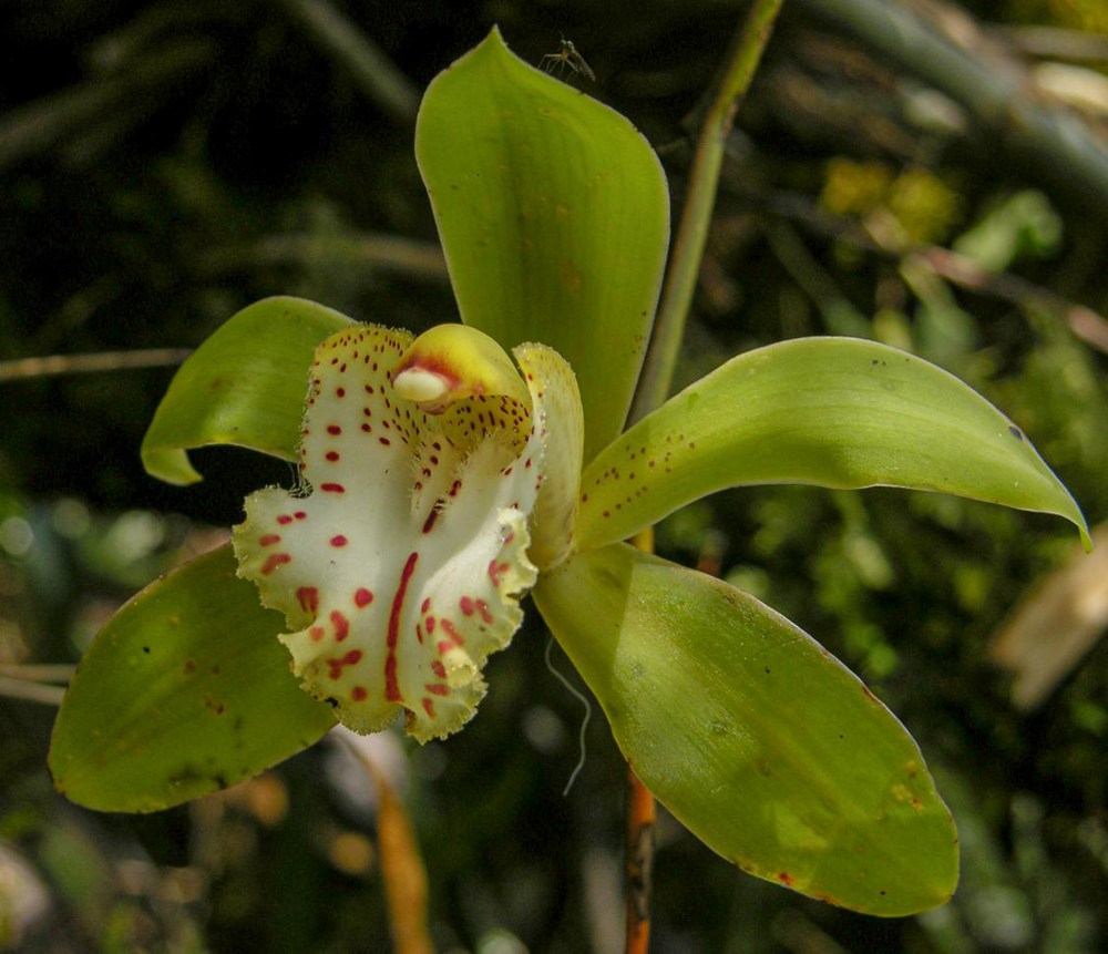 虎頭蘭。金效華攝