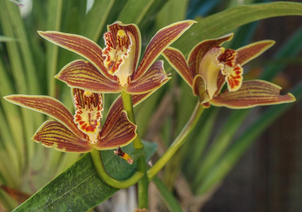 黃嬋蘭。李劍武攝