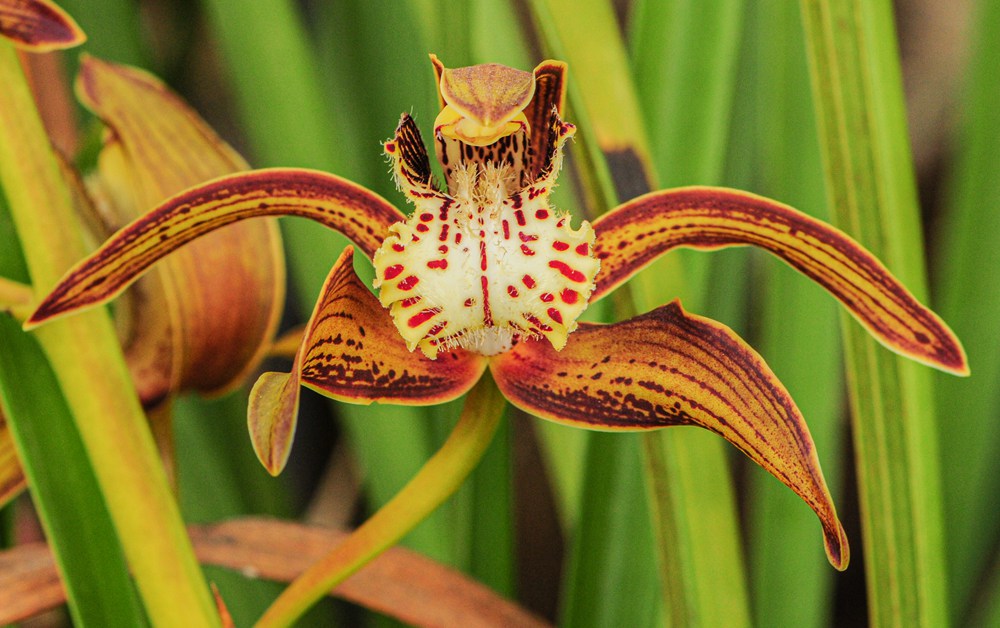 西藏虎頭蘭。李劍武攝