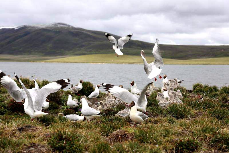 棲息的候鳥。