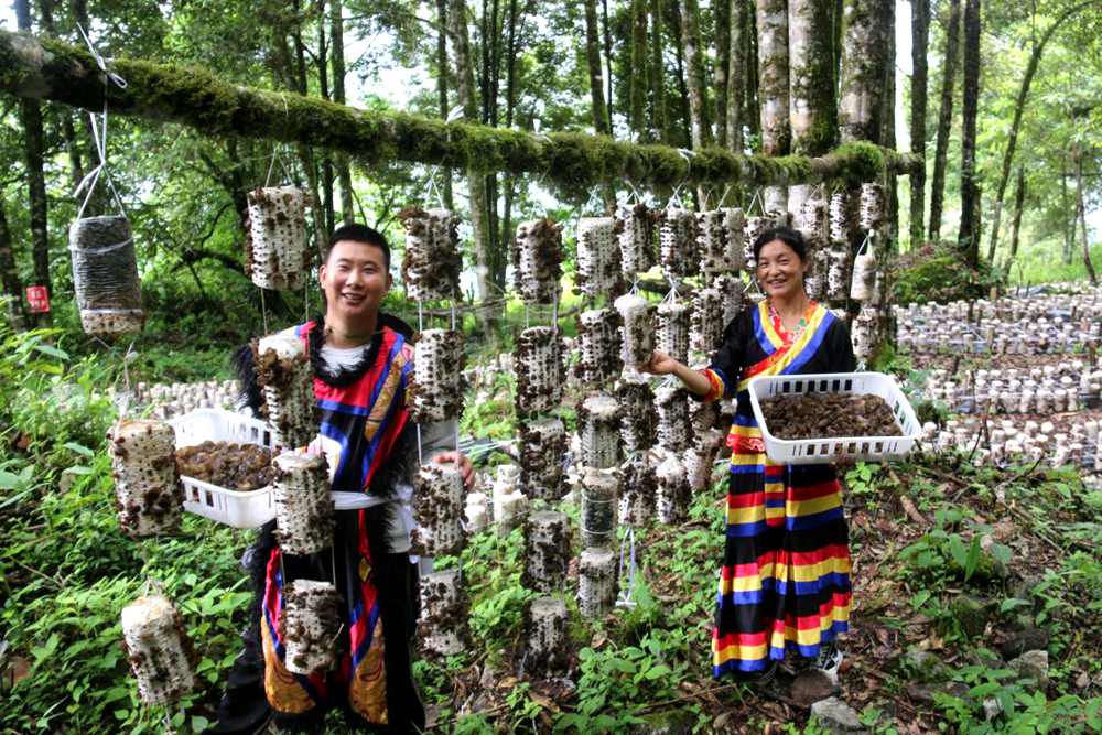 木耳豐收。次仁央宗攝