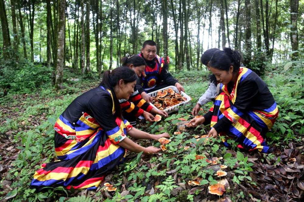 身著民族服的村民正在采摘靈芝。次仁央宗攝
