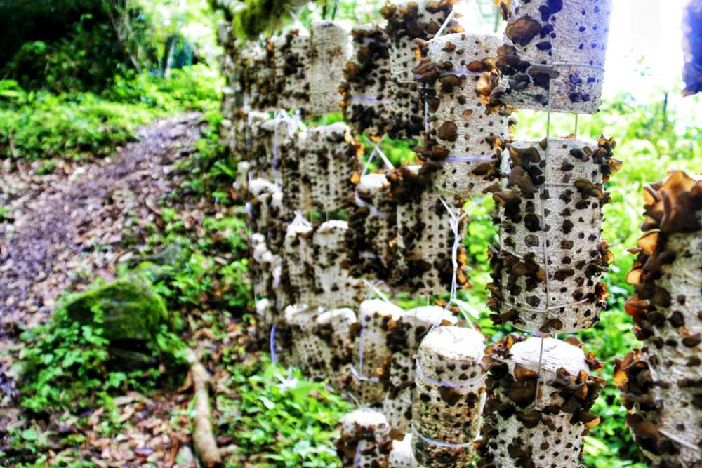 生長中的木耳。次仁央宗攝