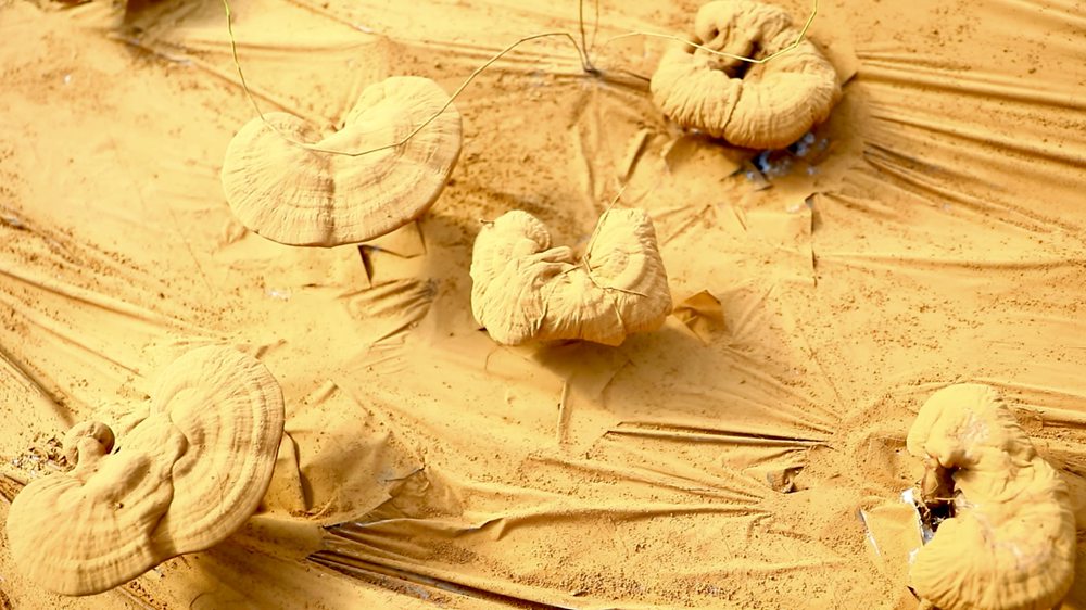 靈芝基地內(nèi)孢子粉布滿塑料膜。