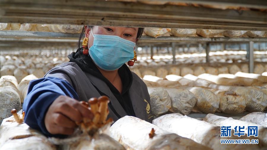 （圖文互動(dòng)）（3）云端鋪就幸福路——四川甘孜州脫貧奔小康一線(xiàn)見(jiàn)聞