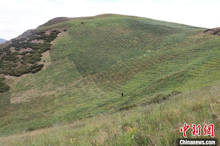 四川省阿壩州若爾蓋縣草原沙化治理后。若爾蓋縣林業(yè)和草原局供圖