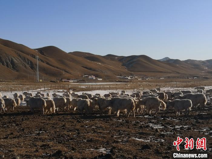 圖為甘肅天祝白牦牛。(資料圖) 南如卓瑪 攝