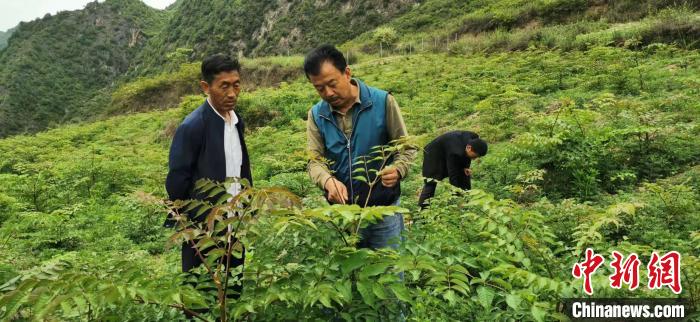 圖為張金利調(diào)研適合阿拉村種植的農(nóng)作物，經(jīng)過不斷改良技術(shù)后，產(chǎn)量大大提高。(資料圖)甘肅省水利廳供圖