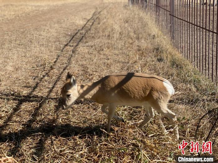 圖為普氏原羚?！±罱瓕?攝
