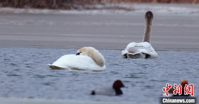 圖為疣鼻天鵝水面休憩。　青海國家公園觀鳥協(xié)會供圖 攝
