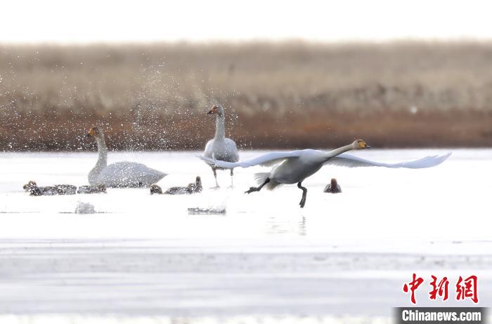 四川省阿壩州若爾蓋縣麥溪鄉(xiāng)的大天鵝?！“苍?攝