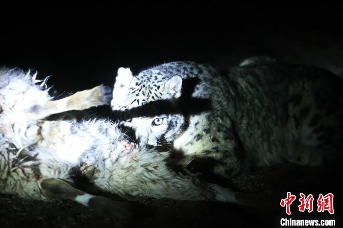 長江源、瀾滄江源啟動(dòng)旗艦物種雪豹及棲息地保護(hù)項(xiàng)目