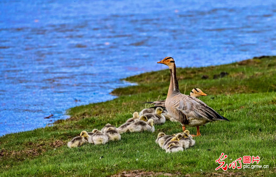 三江源國家公園正式設(shè)立，這是青海生態(tài)文明建設(shè)的新答卷
