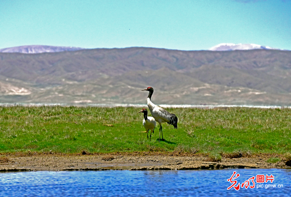 三江源國家公園正式設(shè)立，這是青海生態(tài)文明建設(shè)的新答卷