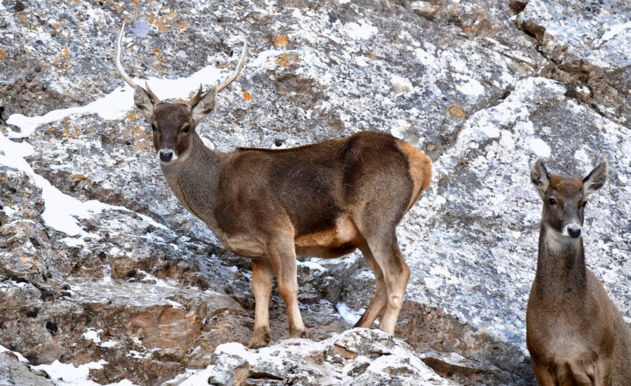 活躍在青海省海西州柏樹(shù)山的白唇鹿。巴圖那生攝