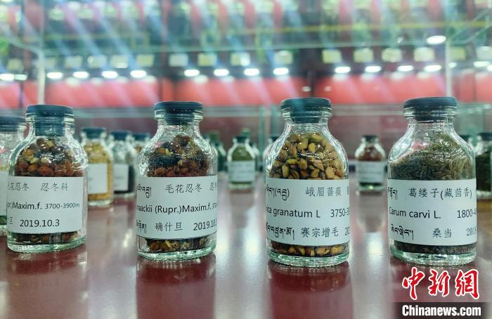 圖為海拔3500米以上珍貴草藥種子?！●R銘言 攝