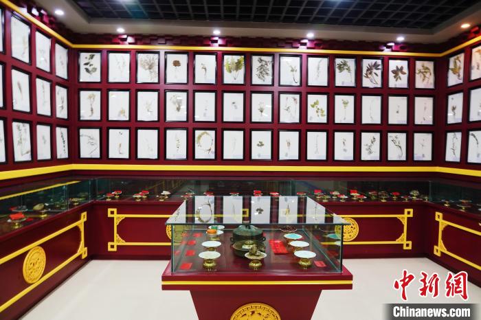 圖為藏藥臘葉標(biāo)本。　馬銘言 攝