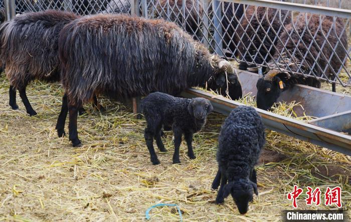 圖為黑藏羊及小羊羔正在吃草?！●R銘言 攝