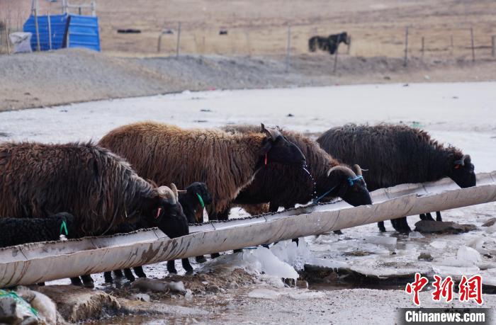 圖為黑藏羊正在喝水。　馬銘言 攝
