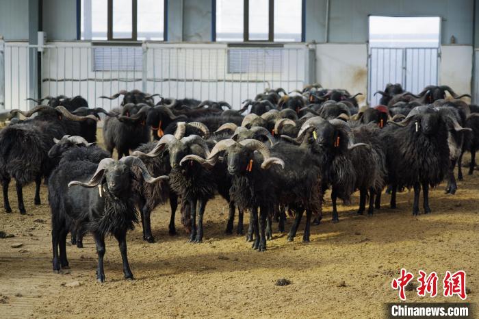 圖為黑藏羊。　馬銘言 攝