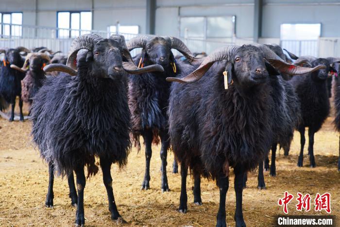 圖為黑藏羊?！●R銘言 攝