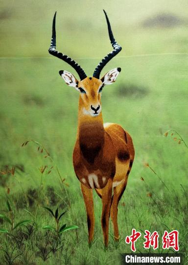 青海貴南千年藏繡：一針一線(xiàn)皆珍寶