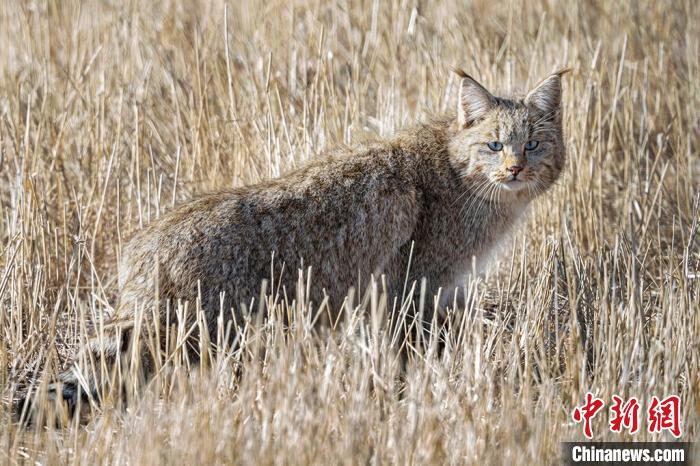 圖為拍攝到的荒漠貓。　許明遠(yuǎn) 攝