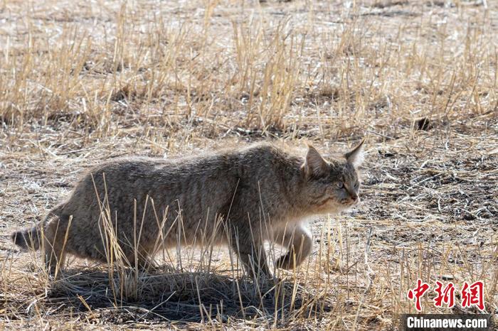 圖為拍攝到的荒漠貓?！O春生 攝