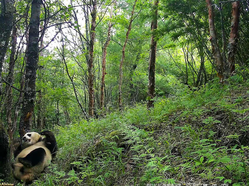 紅外相機(jī)拍攝到的野生大熊貓。平武縣融媒體中心供圖