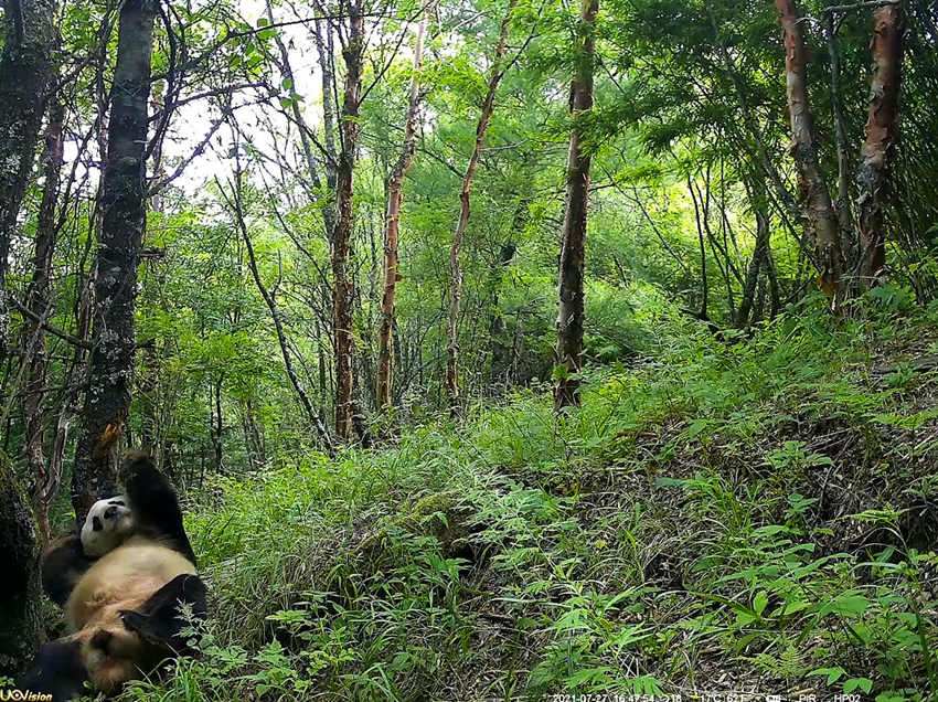 紅外相機(jī)拍攝到的野生大熊貓。平武縣融媒體中心供圖